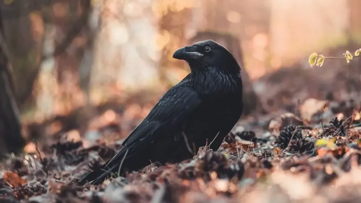 Fun Forest Raven Facts for kids to enjoy.