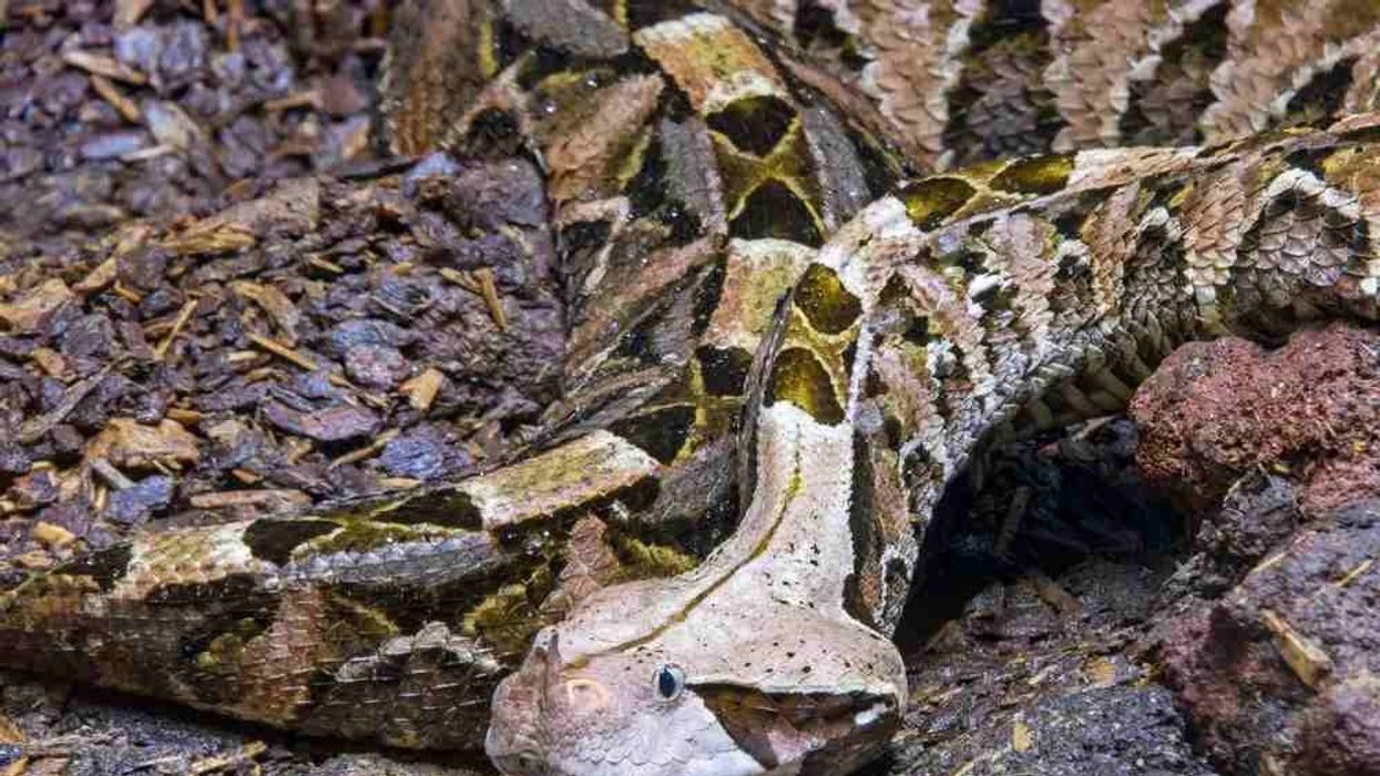 Fun Gaboon viper facts that will amaze you.