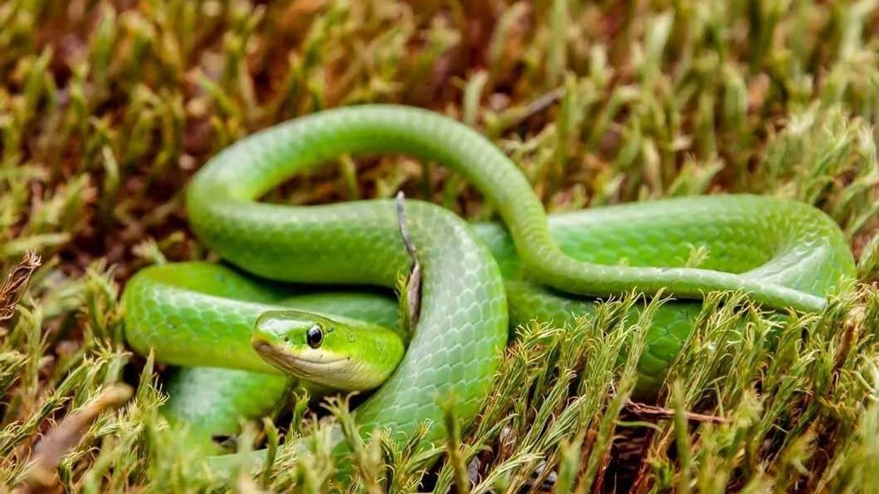 Fun Green Snake Facts For Kids