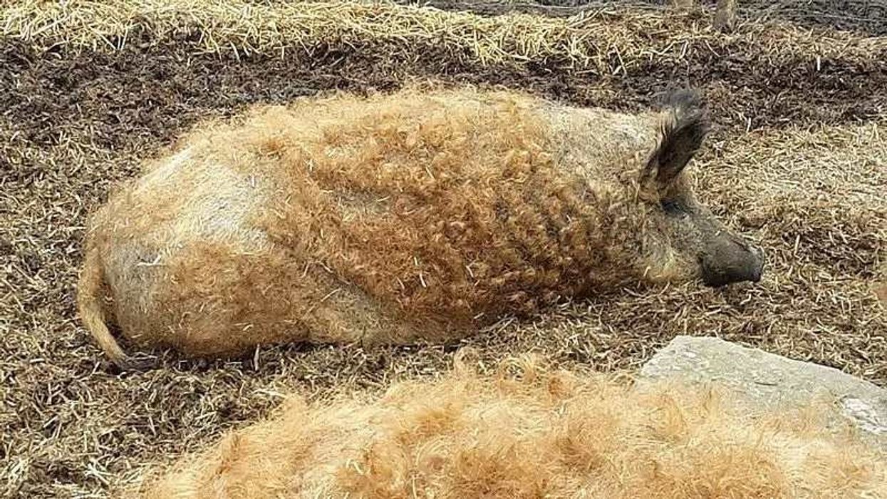 Fun hairy pig facts for kids.