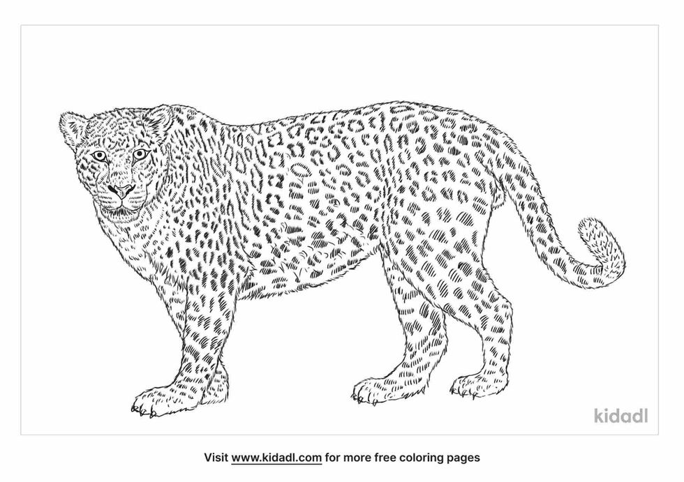 Fun Indian leopard coloring page and facts.