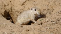 Fun Lesser Stick-nest Rat Facts For Kids 