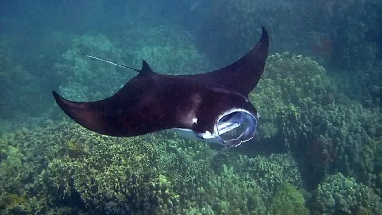 Fun Manta ray facts that will amaze you.