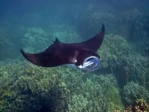 Fun Manta ray facts that will amaze you.