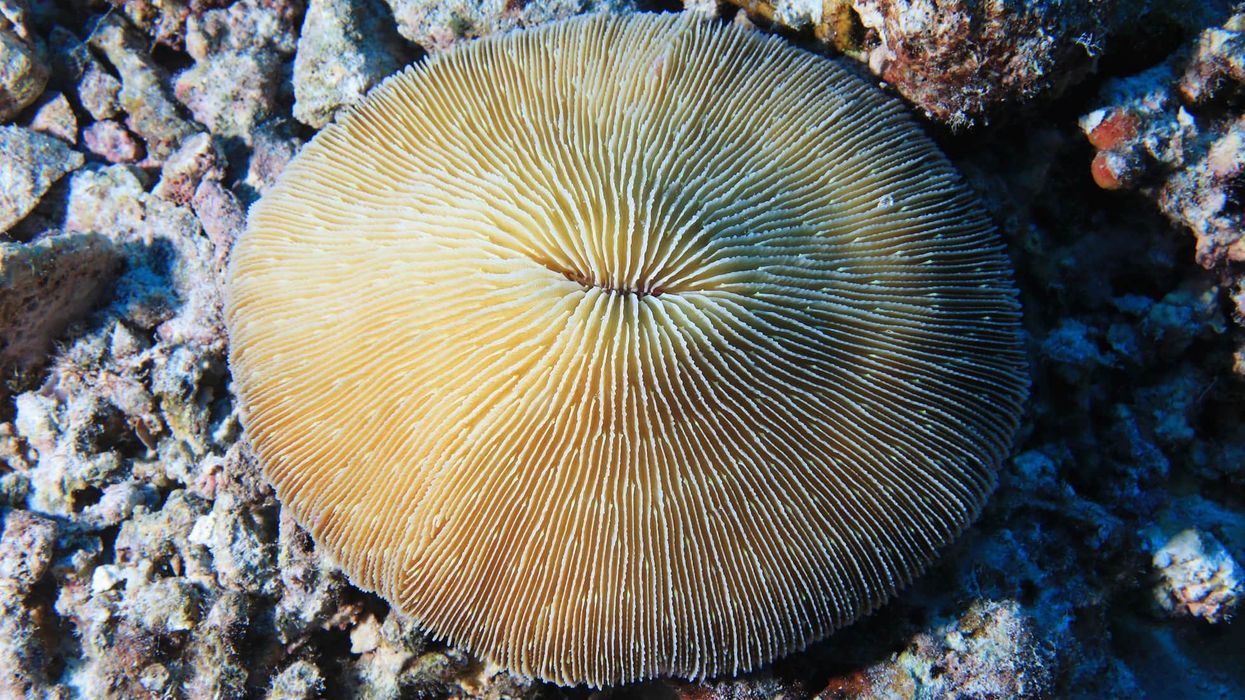 Fun mushroom coral facts for coral lovers.