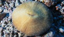 Fun mushroom coral facts for coral lovers.