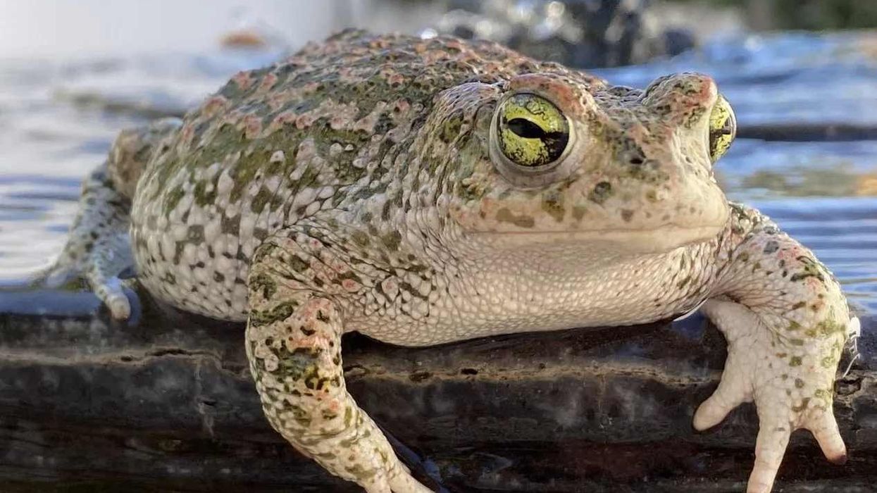 Fun Natterjack Toad Facts For Kids