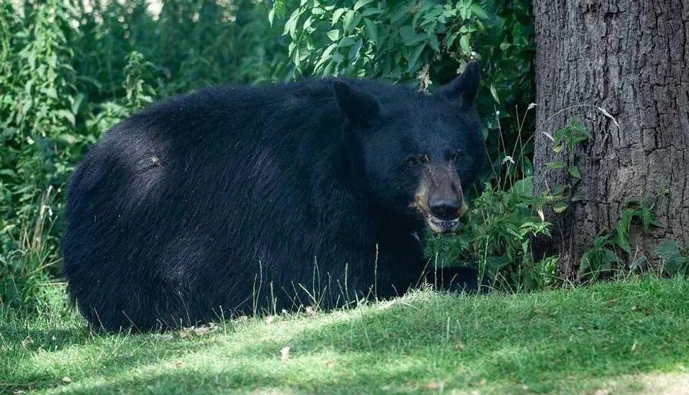 Fun North American Black Bear Facts For Kids | Kidadl