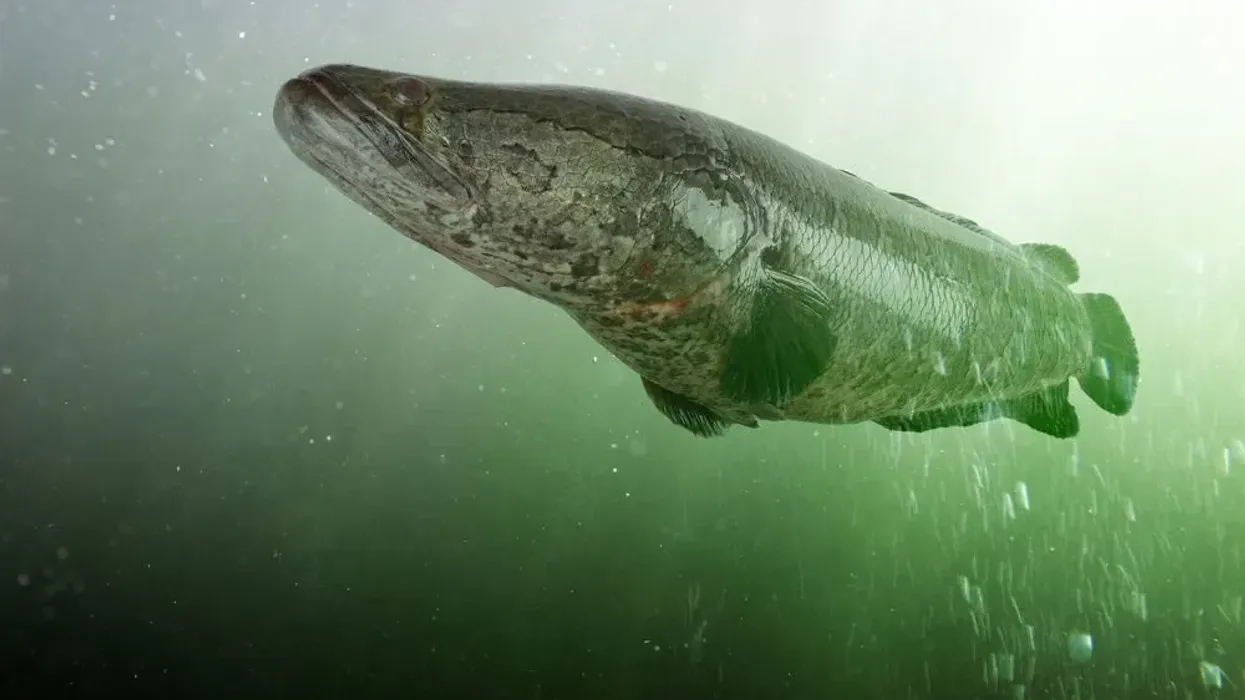 Fun Northern Snakehead facts about a unique species of fish.