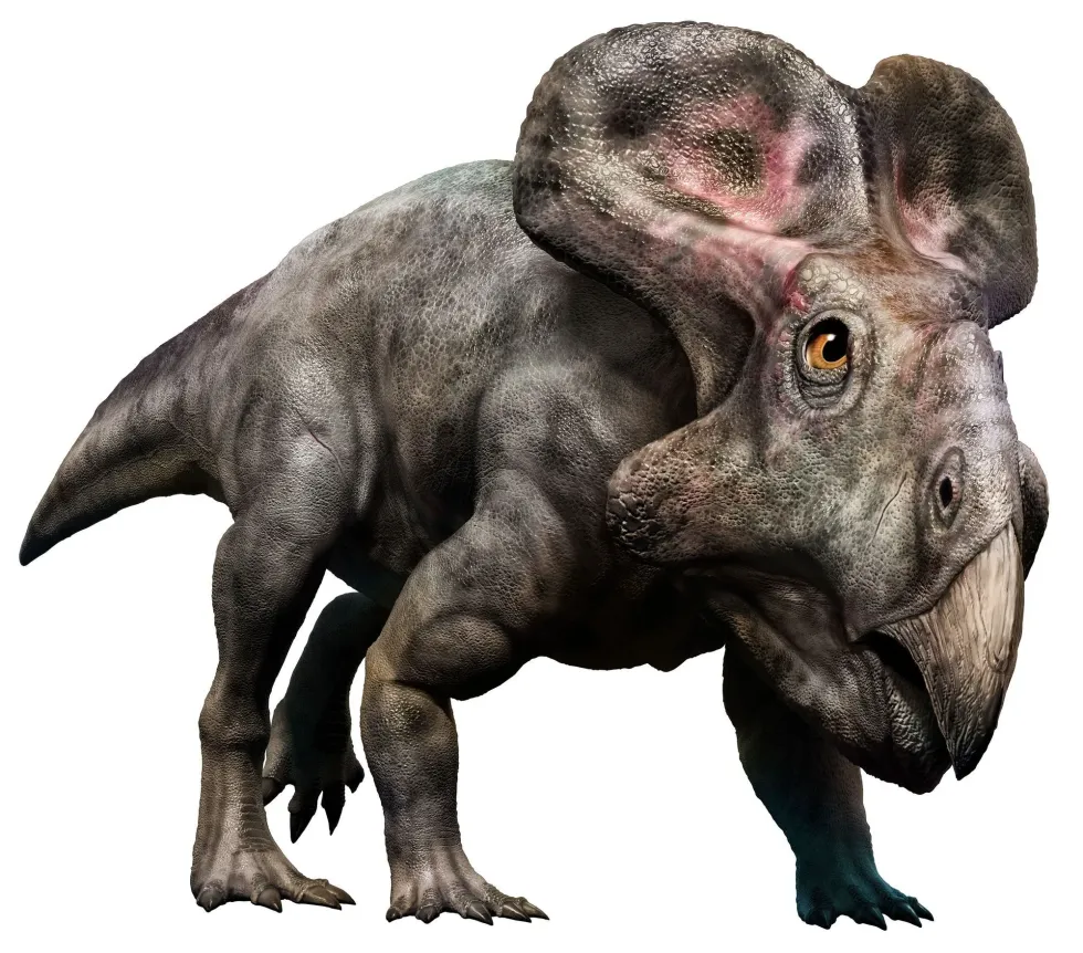 Fun Notoceratops facts that will keep you entertained!