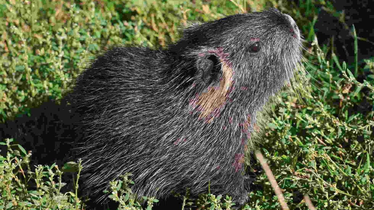 Fun Nutria facts for all rodent lovers