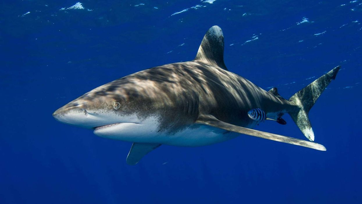 Fun oceanic whitetip shark facts about a large and dangerous shark.