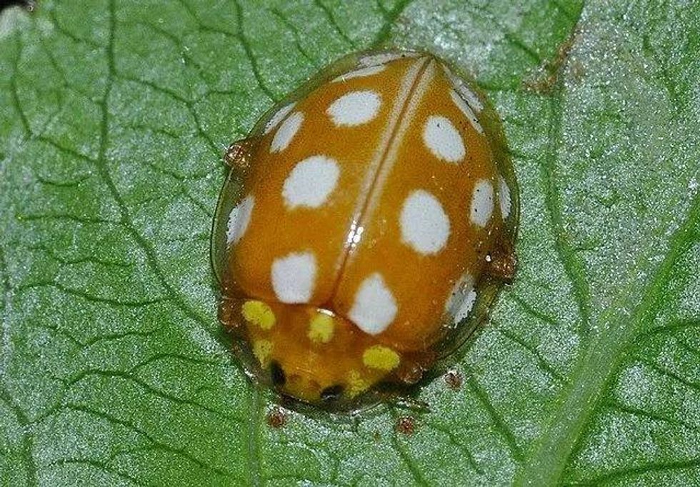 Fun Orange Ladybird Facts For Kids | Kidadl