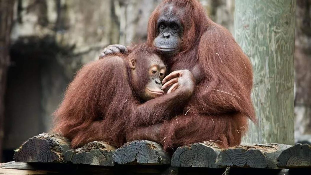 Fun Orangutan Facts For all monkey lovers
