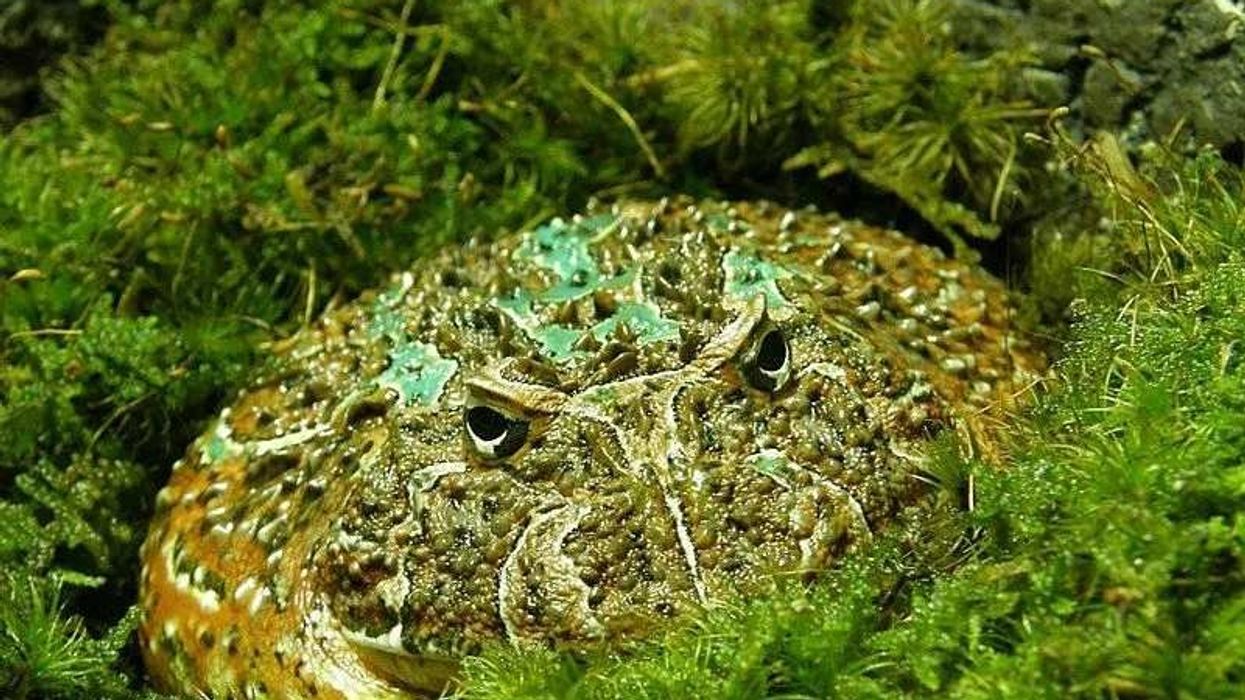 Fun Ornate Horned Frog Facts For Kids