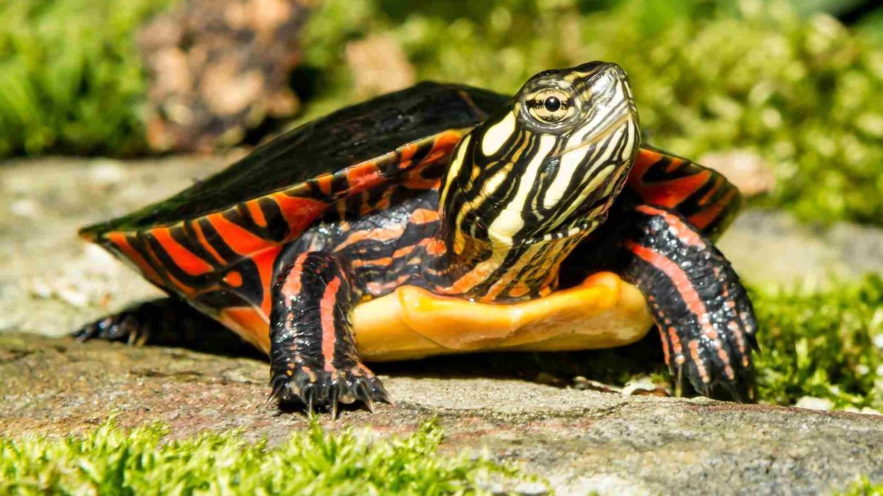 Fun Painted Turtle Facts For Kids