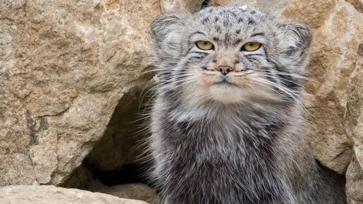 Fun Pallas' Cat Facts For Kids