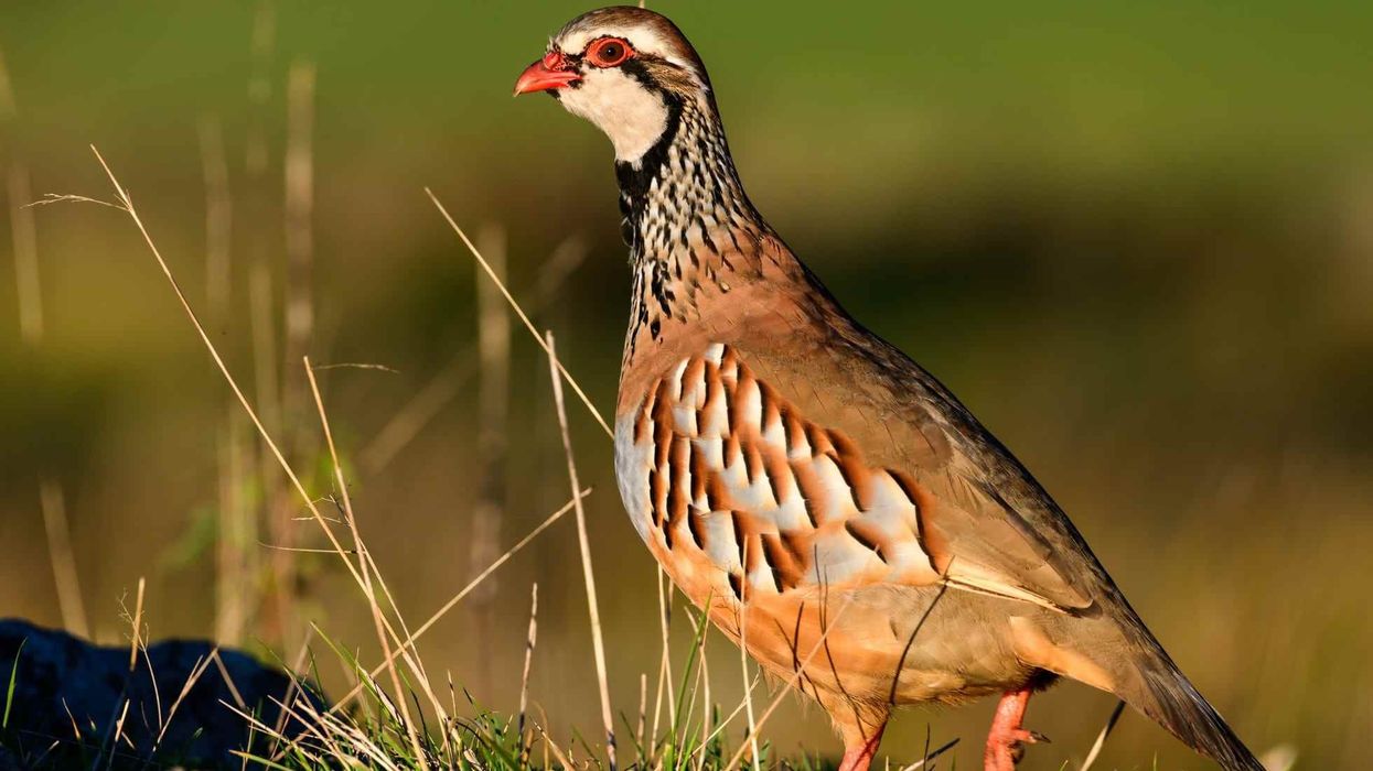 Fun Partridge Facts For Kids