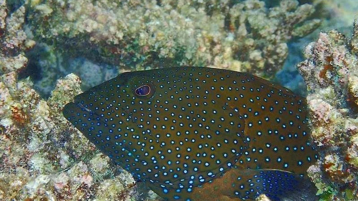 Fun Peacock Grouper Facts For Kids