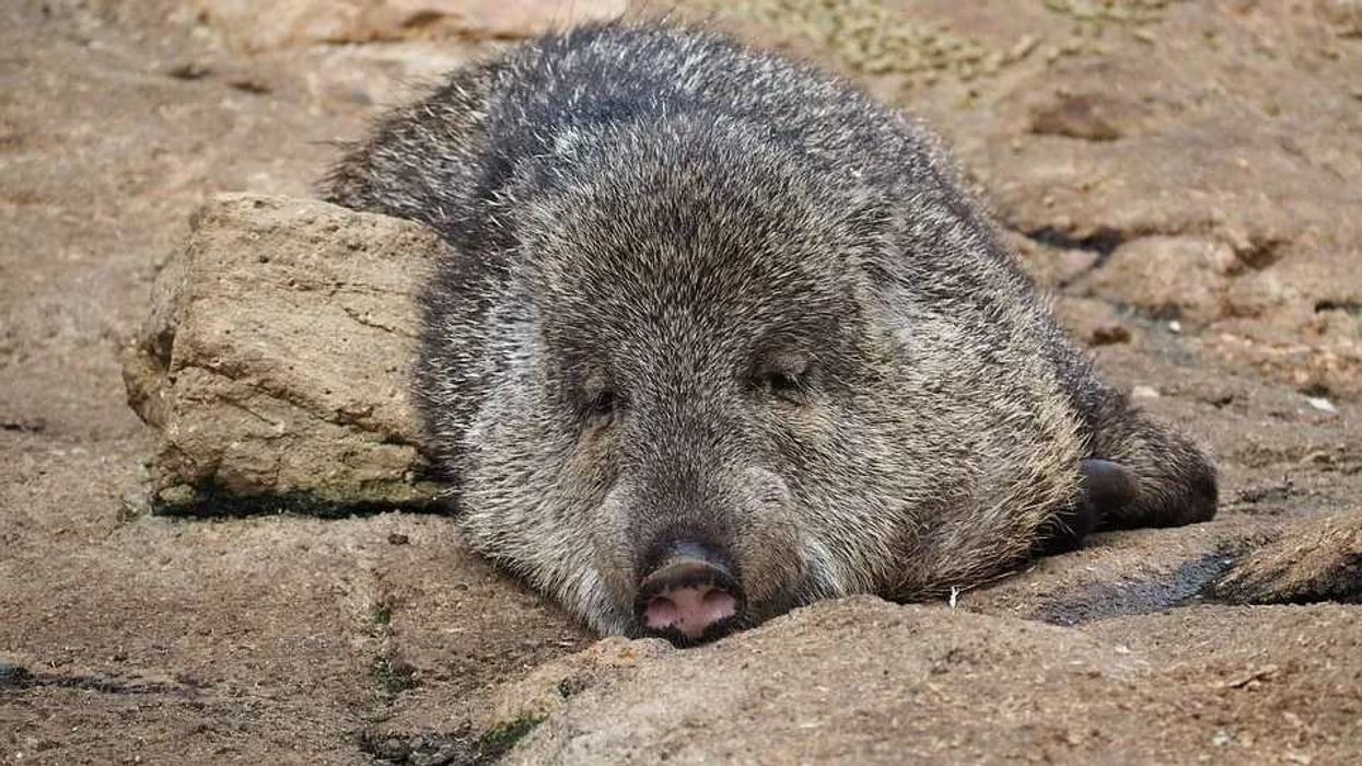Fun Peccary Facts For Kids