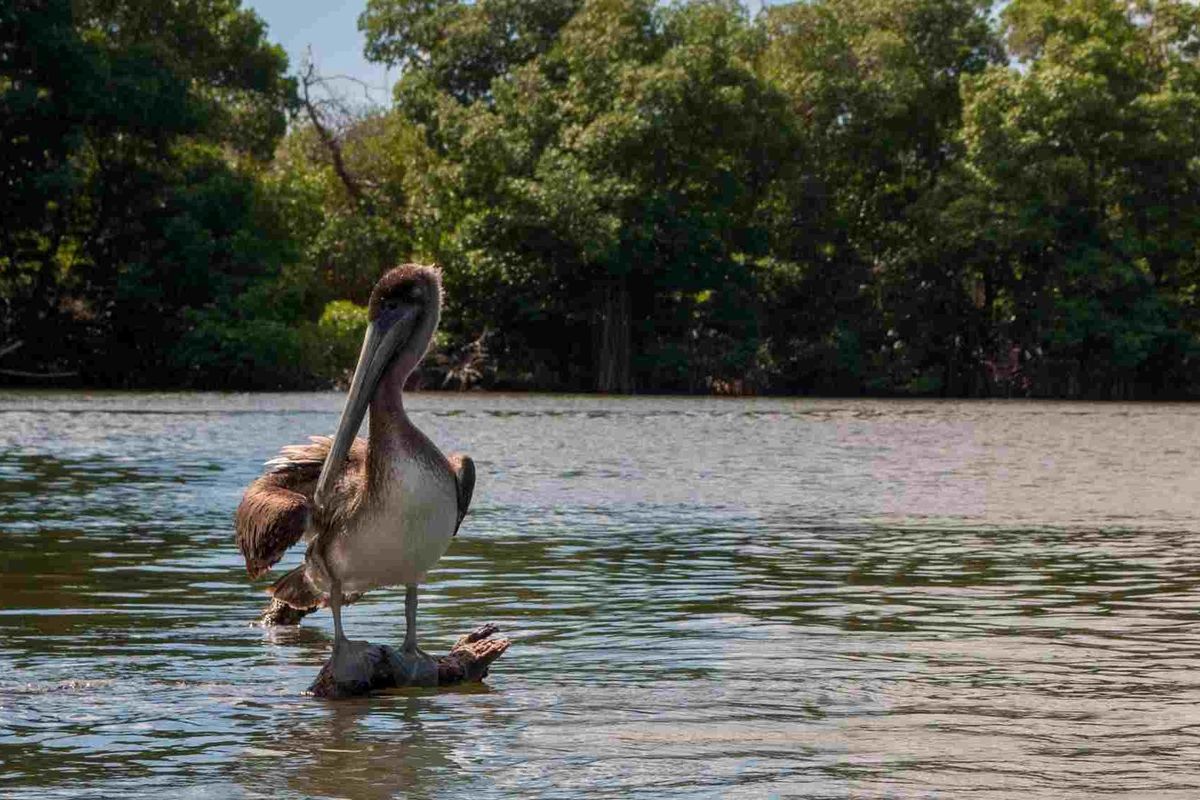 Fun Pelican Facts For Kids