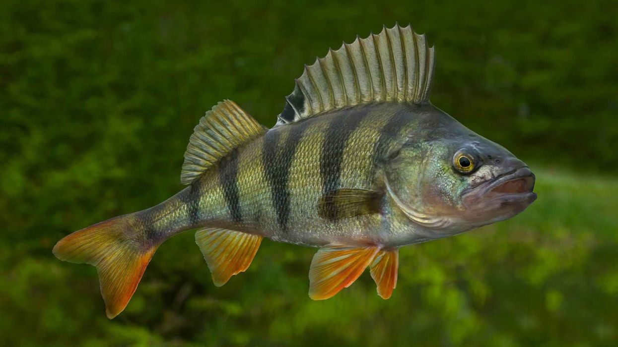 Fun Perch Facts For Kids