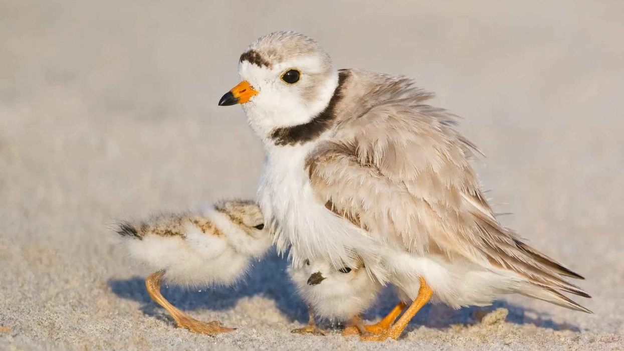 Fun Piping Plover Facts For Kids