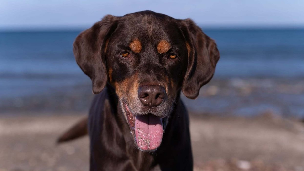 Fun Pointer Facts For Kids