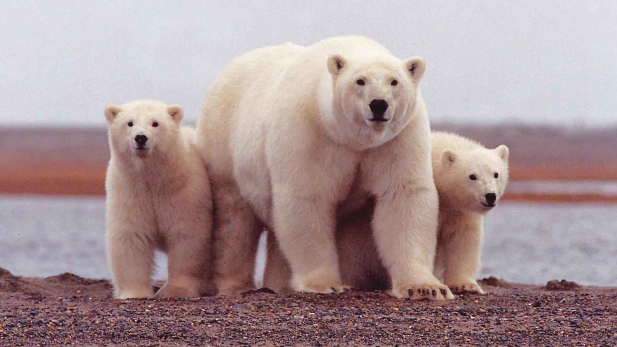 Fun Polar Bear Facts For Kids