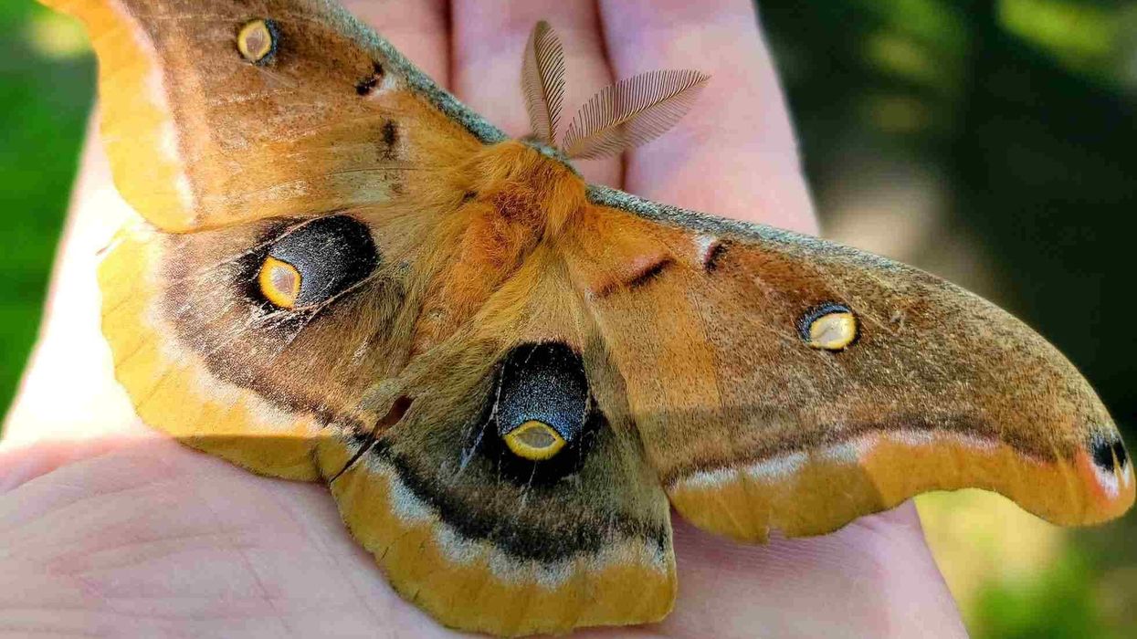 Fun Polyphemus Moth Facts For Kids