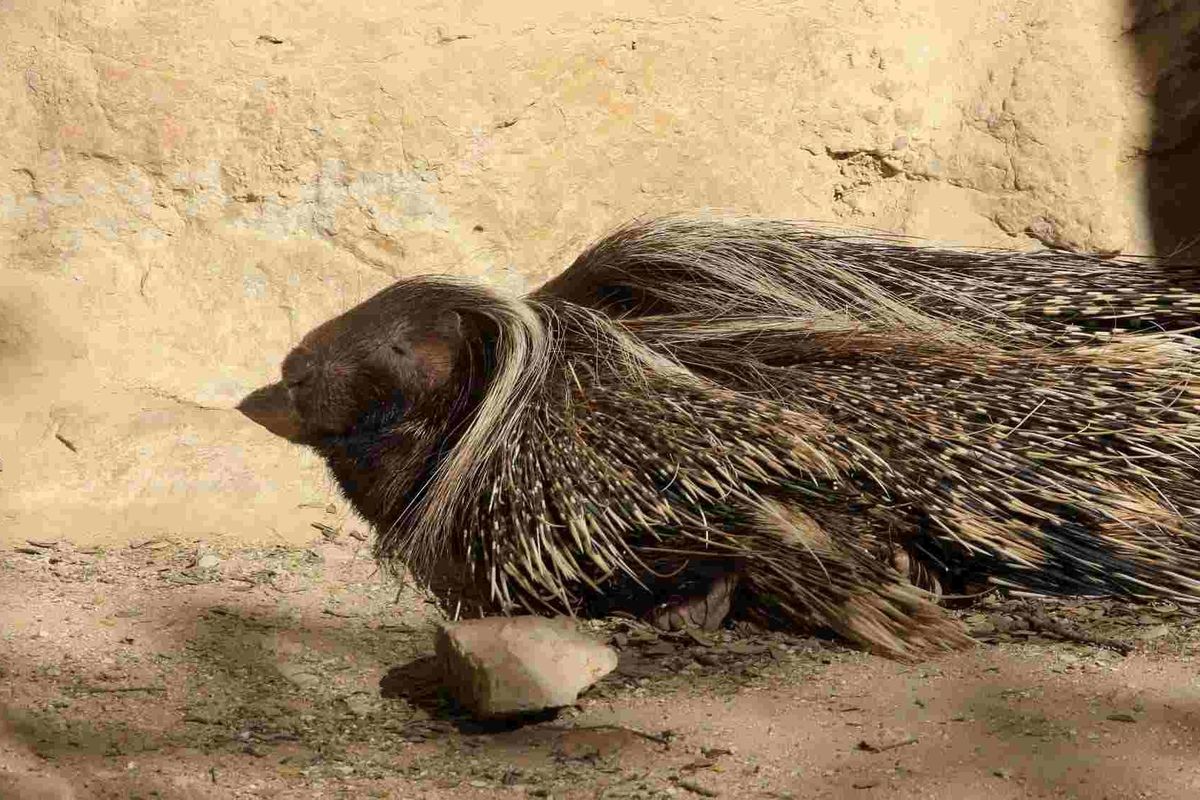 Fun Porcupine Facts For Kids