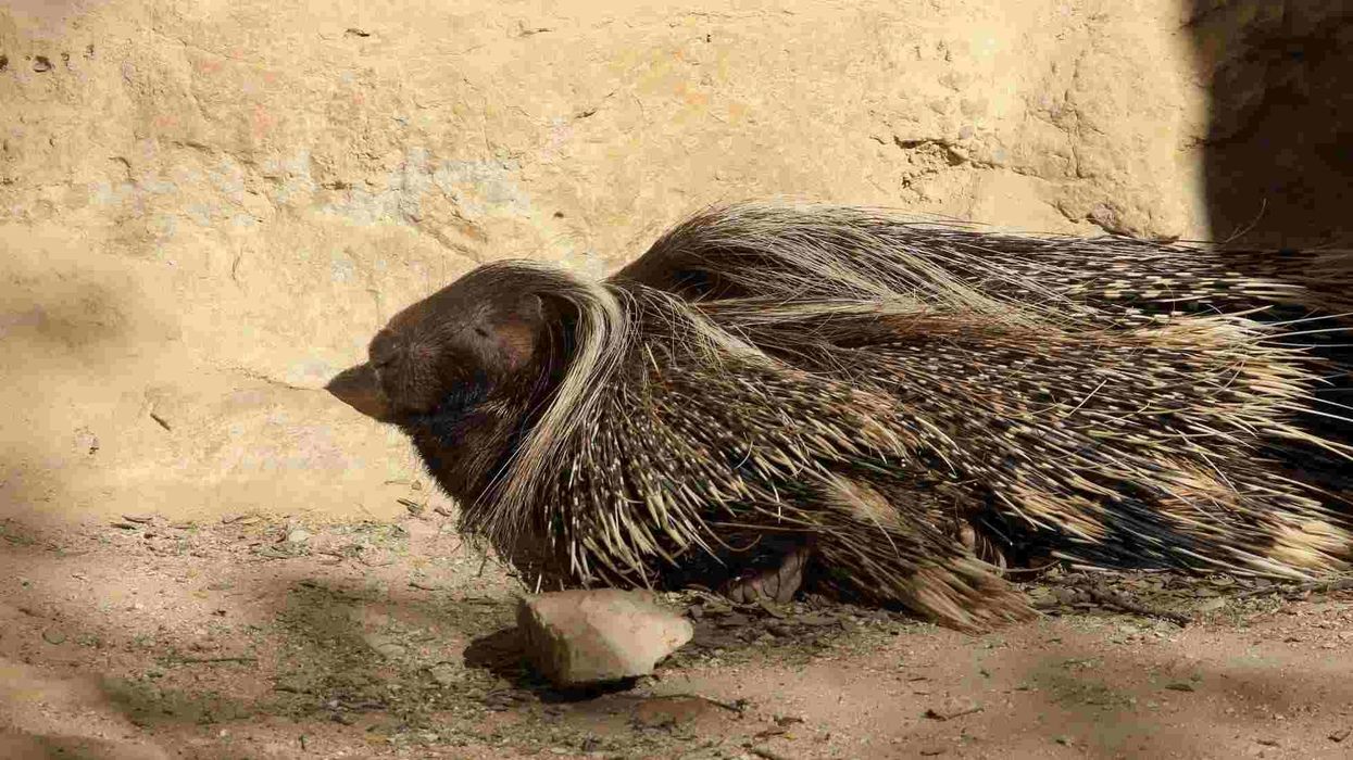 Fun Porcupine Facts For Kids