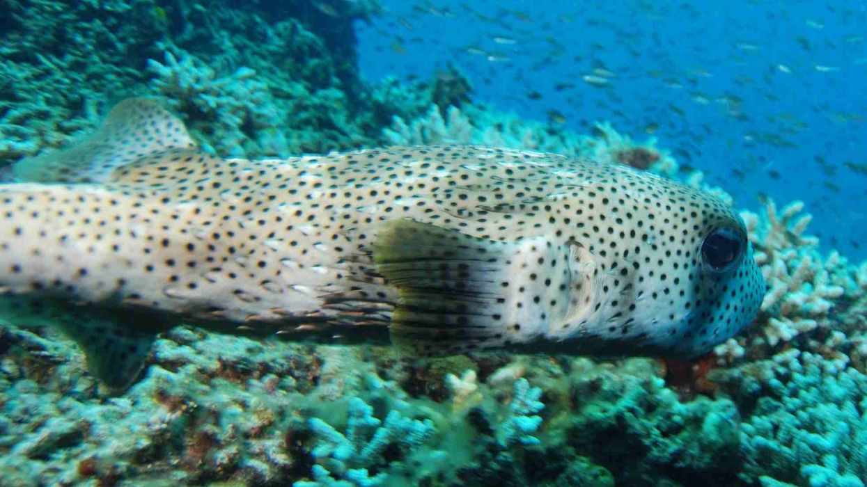 Fun Porcupine Fish Facts For Kids