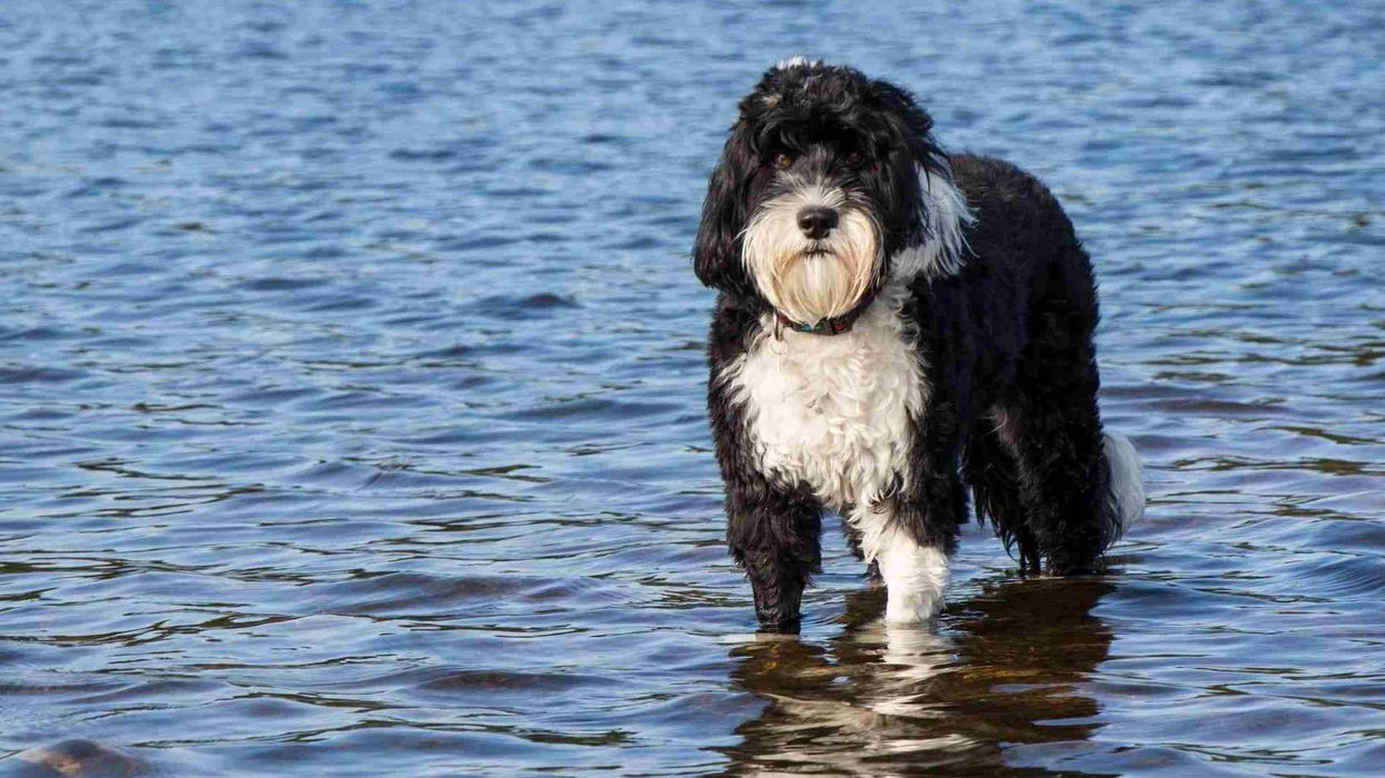 Fun Portuguese Water Dog Facts For Kids