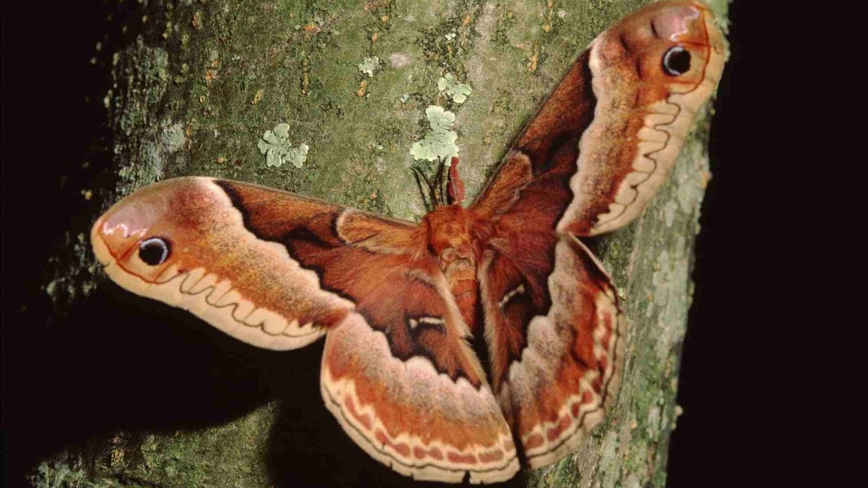 Fun Promethea Moth Facts For Kids