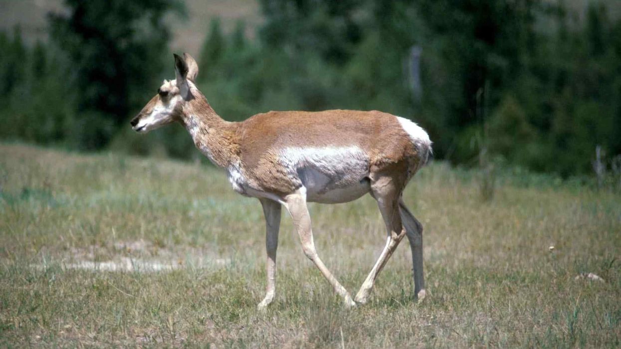 Fun Pronghorn Facts For Kids