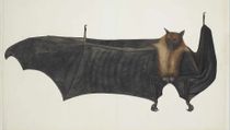 Fun Pygmy Fruit Bat Facts For Kids | Kidadl