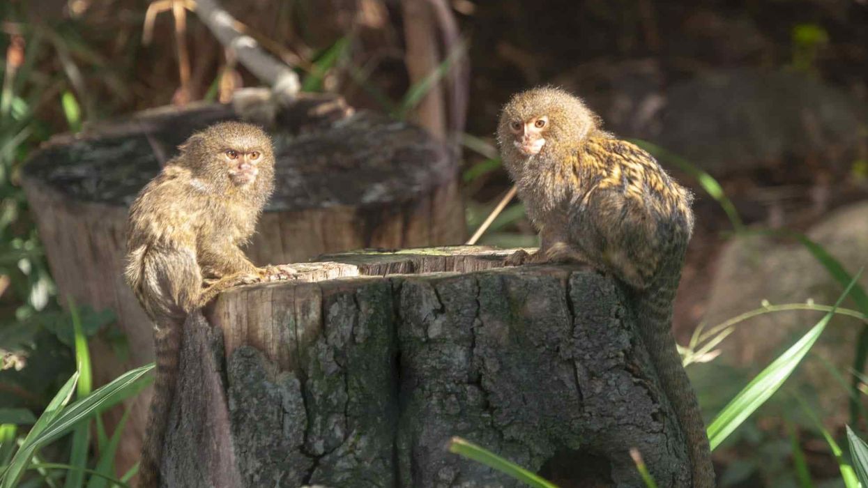 Fun Pygmy Marmoset Facts For Kids
