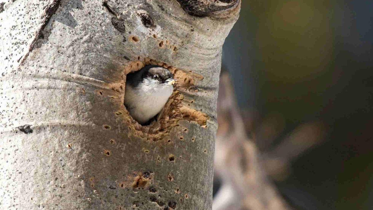 Fun Pygmy Nuthatch Facts For Kids