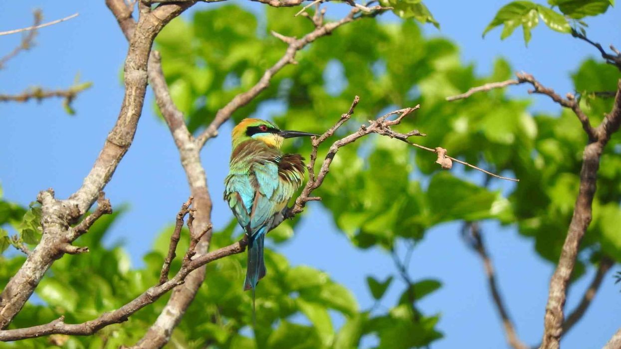 Fun Rainbow Bee Eater Facts For Kids