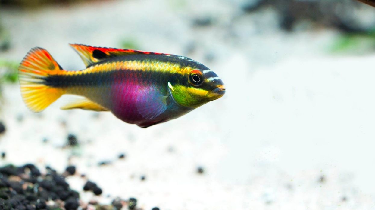 Fun Rainbow Cichlid Facts For Kids