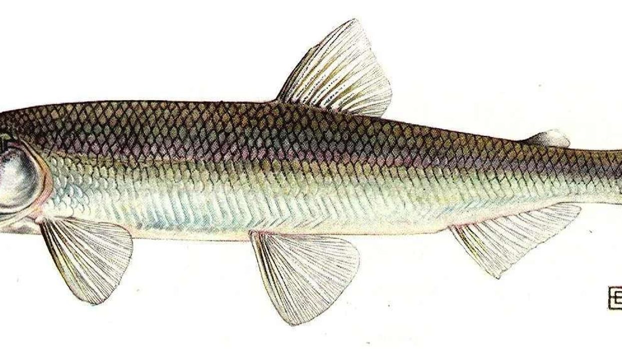 Fun Rainbow Smelt Facts For Kids