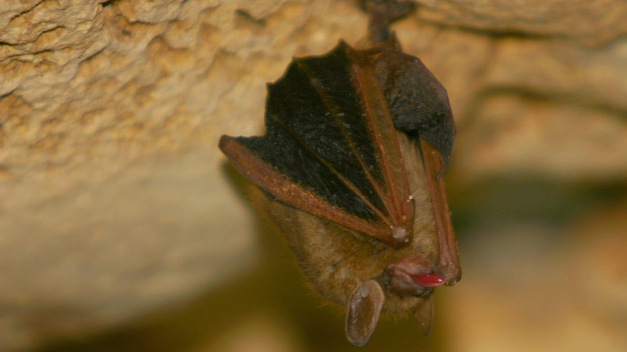 Fun Red Bat Facts For Kids