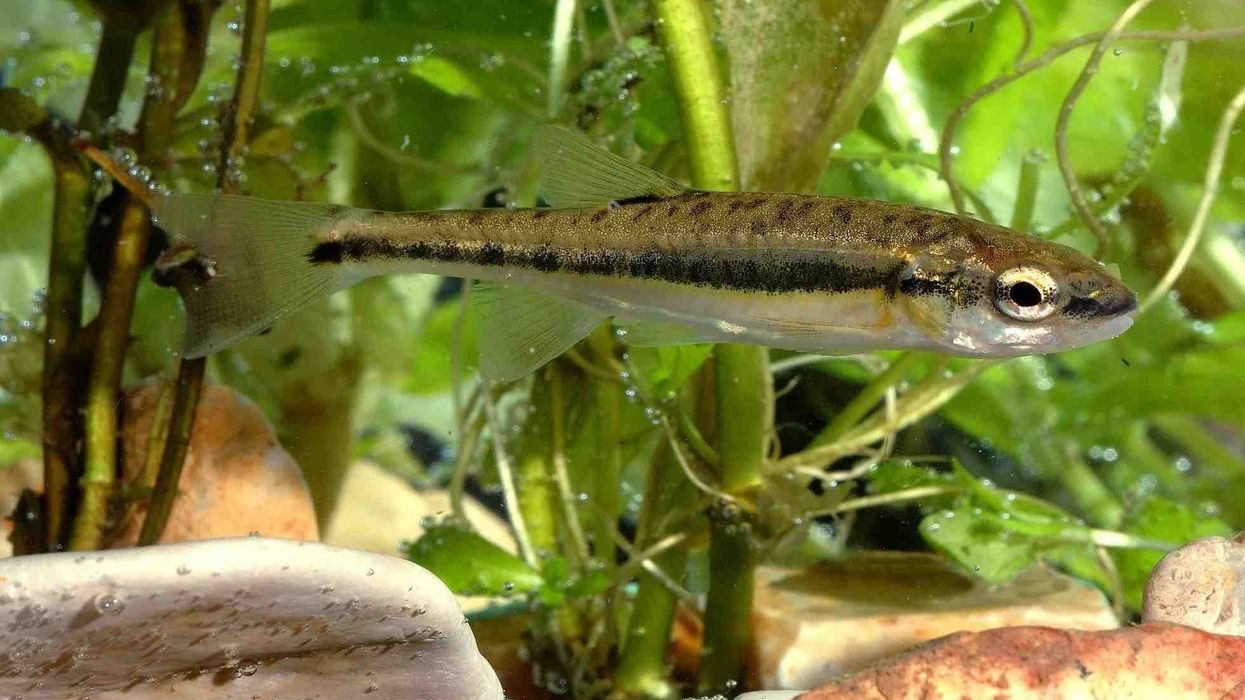 Fun Silvery Minnow Facts For Kids