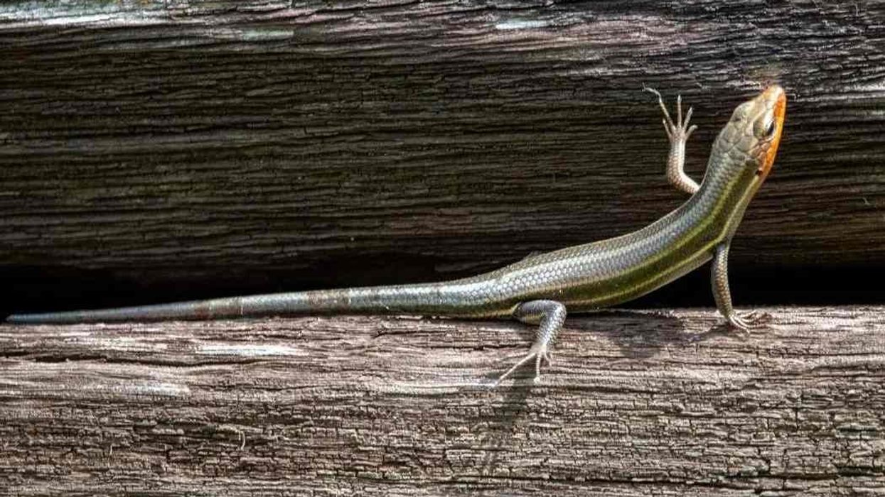 Fun Skink Facts For Kids