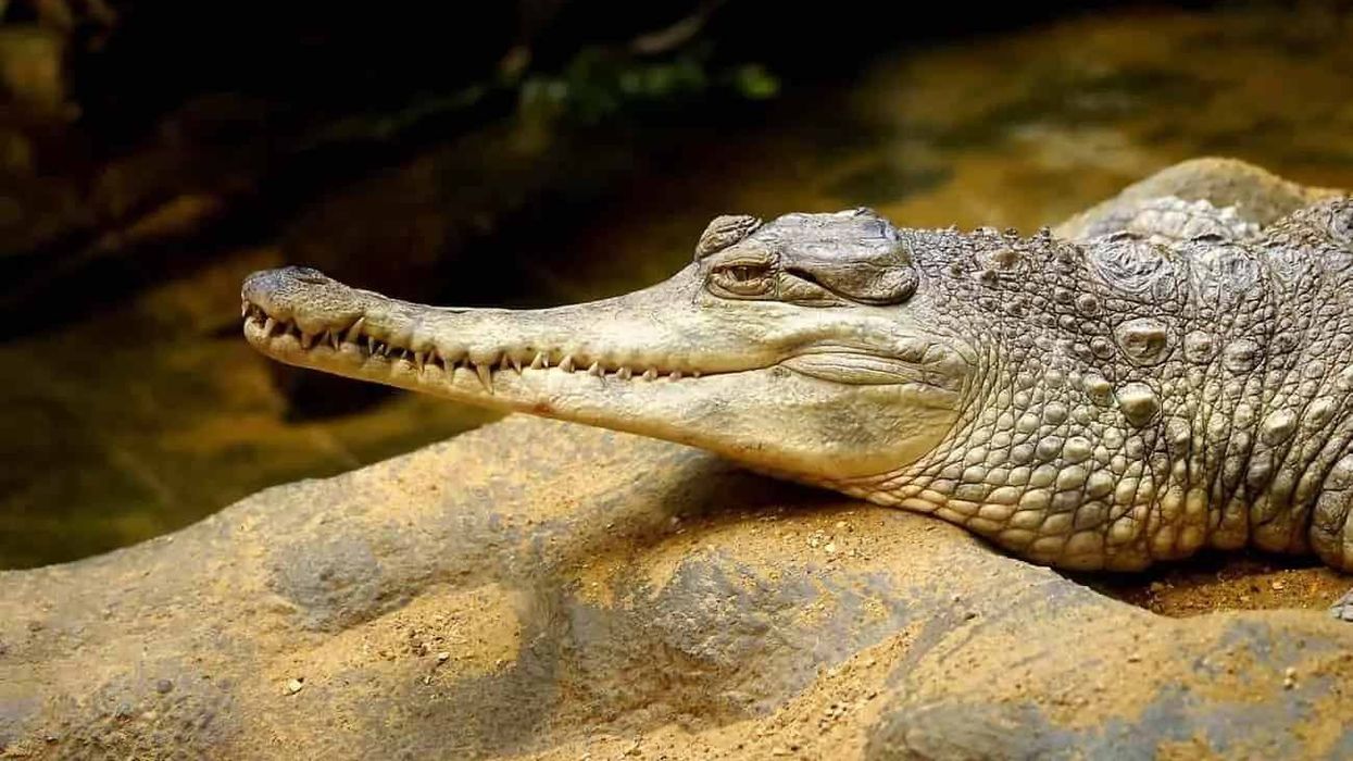 Fun Slender-Snouted Crocodile Facts For Kids