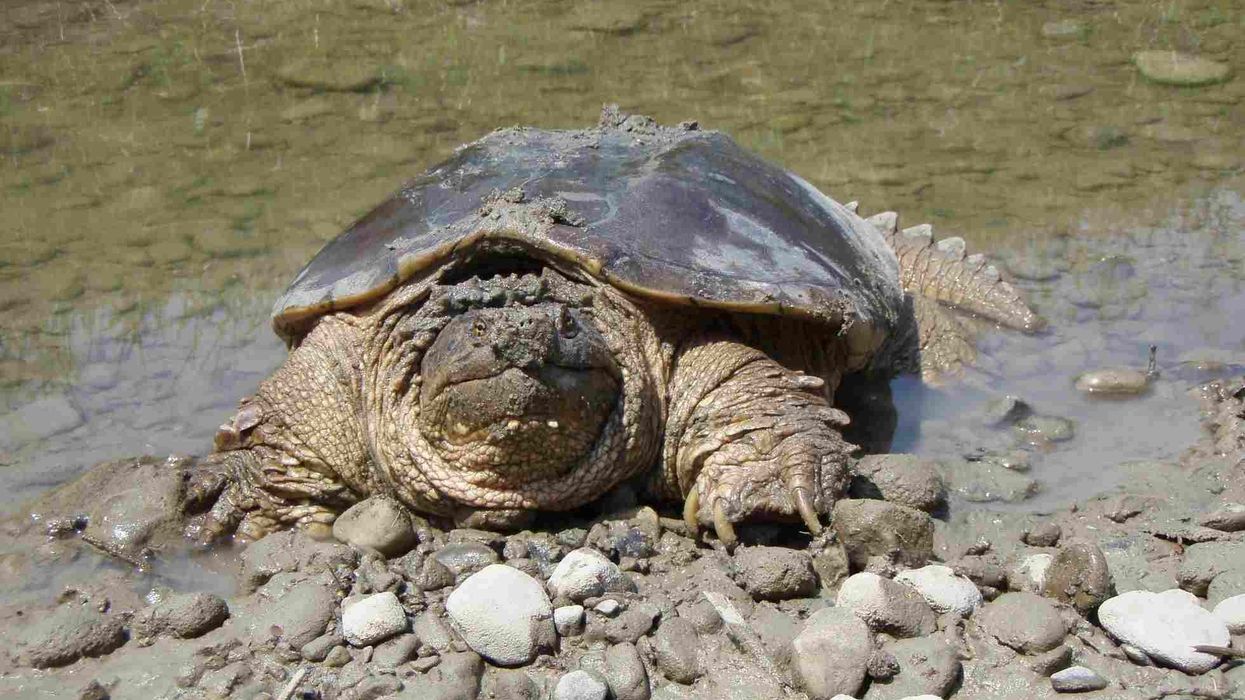 Fun Snapping Turtle Facts For Kids