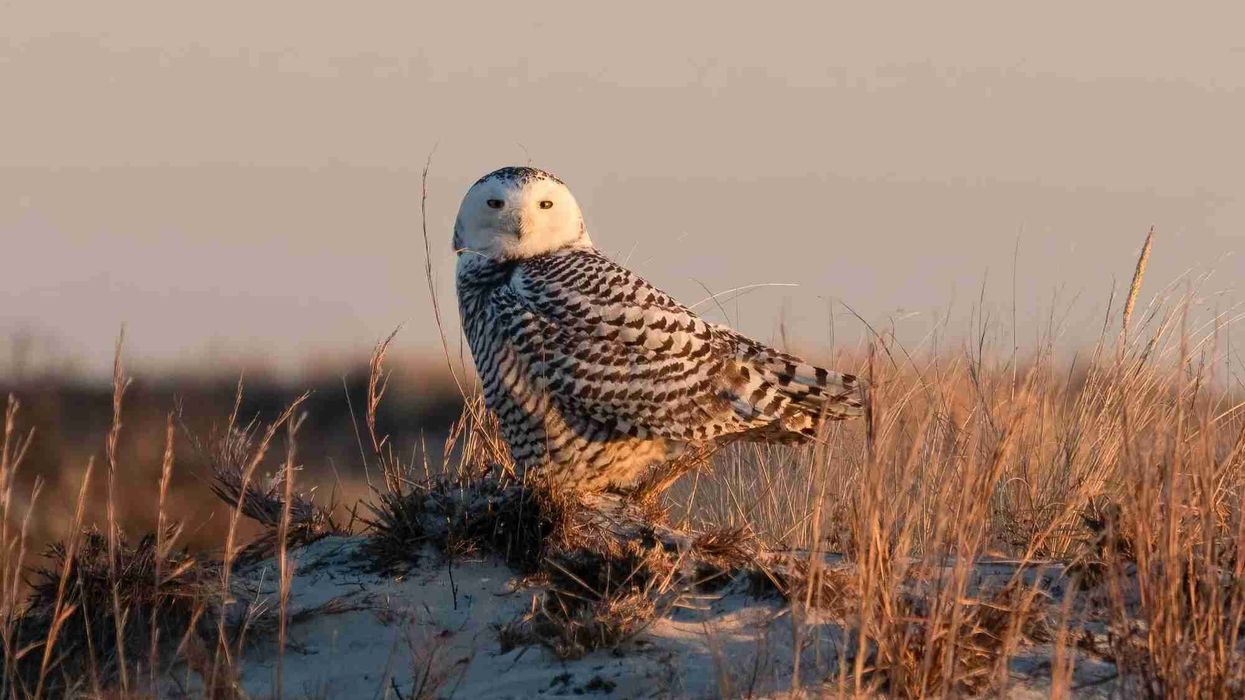 Fun Snowy Owl Facts For Kids