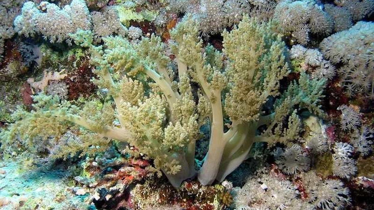 Fun Soft Coral Facts For Kids