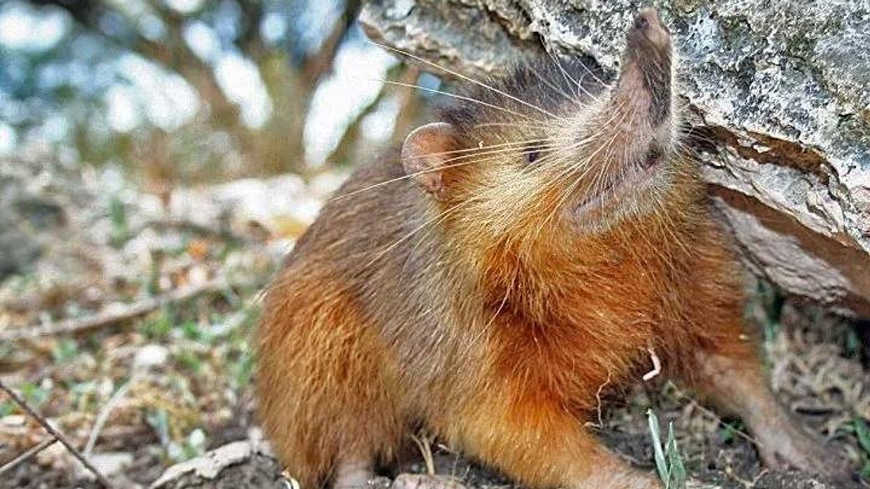 Fun Solenodon Facts For Kids